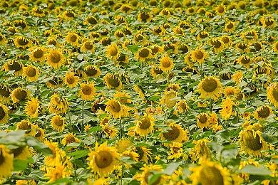 《如龙维新！极》新预告 展示队士卡片不同能力